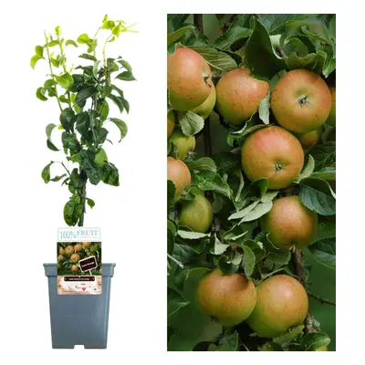 (Cox) Patio Fruit Tree Collection | Various Fruits | Ideal For Small Gardens | 2-3Ft