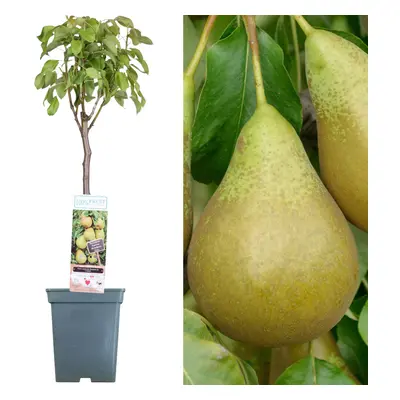 (Conference) Patio Fruit Tree Collection | Various Fruits | Ideal For Small Gardens | 2-3Ft