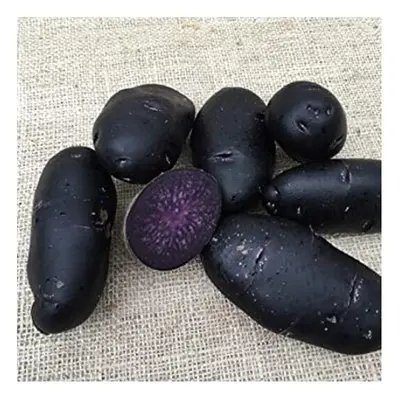 (10kgs) PURPLE RAIN Seed Potatoes. New variety.