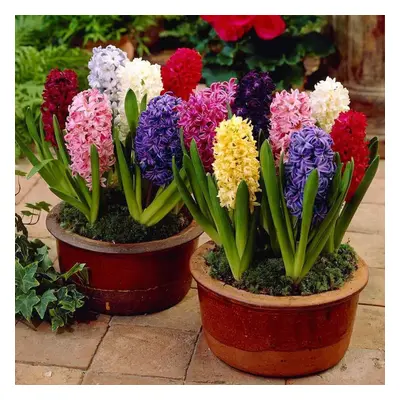 (3) Hyacinth - MIXED VARIETIES CHRISTMAS FLOWERING