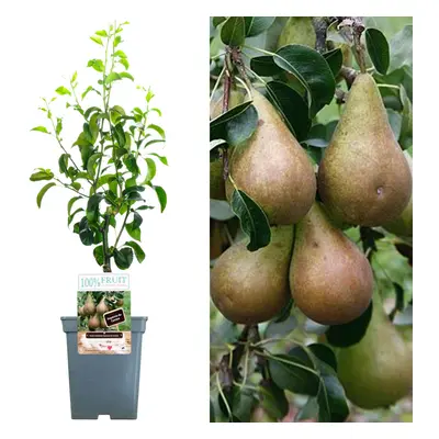 (Comice) Patio Fruit Tree Collection | Various Fruits | Ideal For Small Gardens | 2-3Ft