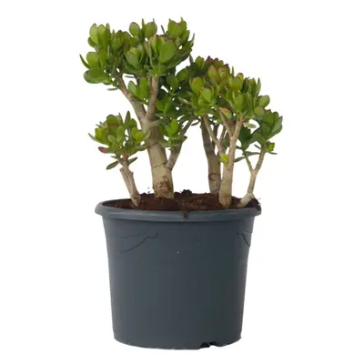 Jade plant - Crassula ovata 'Minor' - Height 60-65cm - Ã¢Å30cm