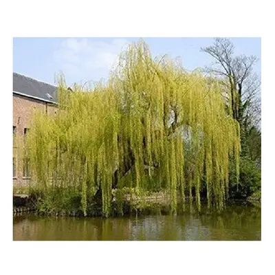 Salix Chrysocoma Weeping Willow Tree 5-6ft Supplied in a 7.5 Litre Pot