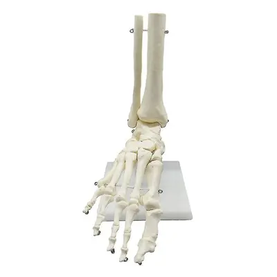 1:1 Human Skeleton Foot Anatomy Model Foot And Ankle with Anatomical Model Anatomy Teaching Reso