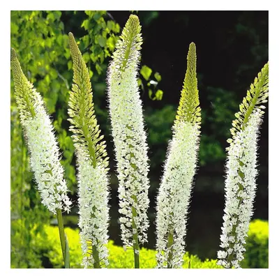 (3) EREMURUS HIMALAICUS FOXTAIL LILY