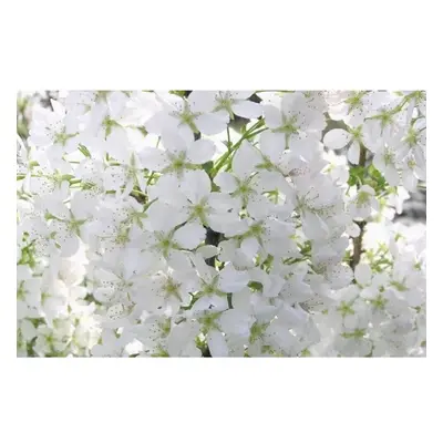 Prunus Brilliant White Dwarf Patio Flowering Cherry Tree 3-4ft Supplied in a Litre Pot â¦