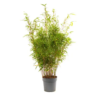 (23cm pot (90-110cm height)) Fargesia Rufa Hardy Non-Invasive Red Panda Bamboo Garden Plant for 