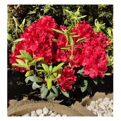 Rhododendron Red Jack Evergreen Shrub Plant Extra Large in a Litre Pot