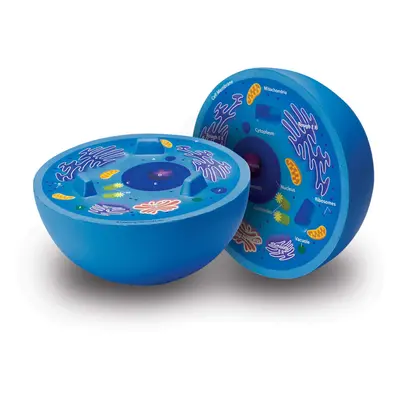 Learning Resources Cross-Section Animal Cell Model Soft Foam Early B