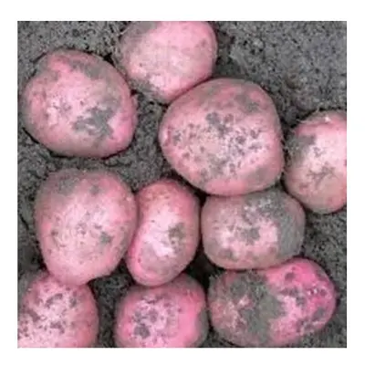 (25 kgs) SETANTA Seed Potatoes. Organically grown.