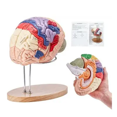 Vevor GGJRQGMX1JTRUVBUOV0 2X Life-Size 4-Part Anatomical Human Brain Model Anatomy Model with La