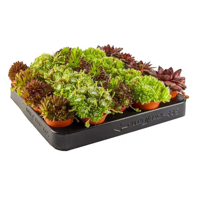 (20) Sempervivum Mix | Houseleek, Hen & Chick Indoor Succulent Plants