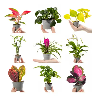 Collection Of Small Baby Evergreen Mixed Indoor House Plants Growers Choice