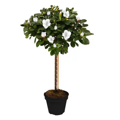 (White) Azalea Japonica Tree | Trees For Small Gardens Border Patio Potted Plant | 2-3Ft