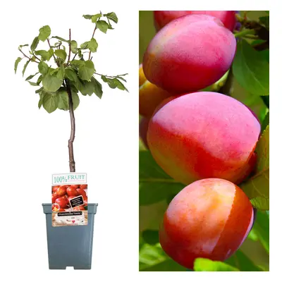 (Victoria) Patio Fruit Tree Collection | Various Fruits | Ideal For Small Gardens | 2-3Ft