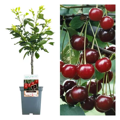 (Morello) Patio Fruit Tree Collection | Various Fruits | Ideal For Small Gardens | 2-3Ft