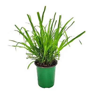 Lemongrass Plant Herb Plant Live - Cymbopogon Citratus - Gallon Pot - Tropical Plants of Florida