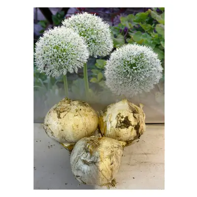 (5) ALLIUM MONT BLANC BULBS SIZE 24/26 FRAGRANT WHITE HARDY SUMMER PERENNIAL