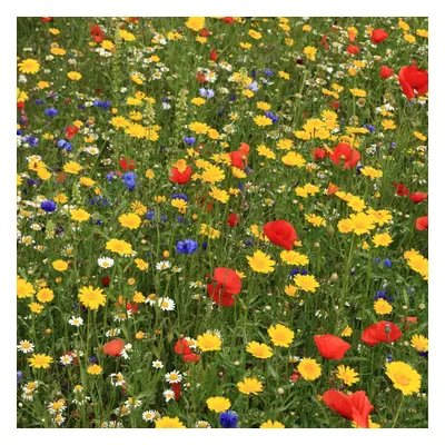 100% Wildflower Seeds - Bees & Butterfly Mix 500g