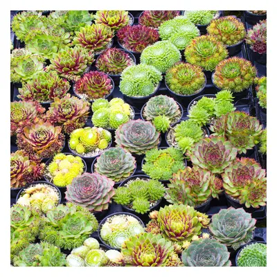 (20) Sempervivum Mix | Houseleek 5-15cm Potted Succulent Plants for Sale