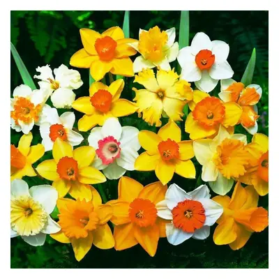 (50) MIXED DAFFODIL & NARCISSI