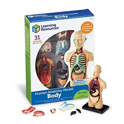 LER3336 Anatomy Model Human Body