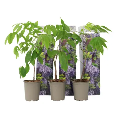 Chinese wisteria - pcs. - Wisteria sinensis - Height 25-40cm - Ã¢Å9cm