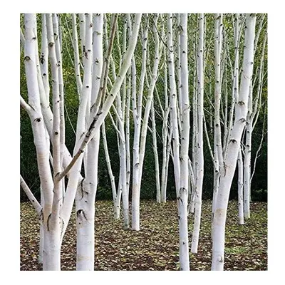 Betula Jacquemontii White Stem Himalayan Birch Tree 4-5ft Supplied in a 2/3 Litre Pot