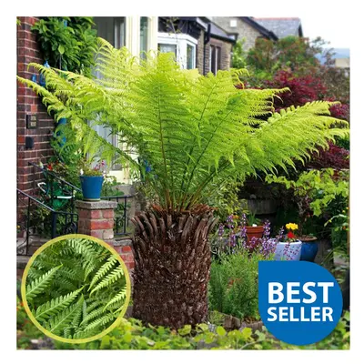 Large Dicksonia Antarctica Hardy Tree Fern 30cm Log Garden Outdoor