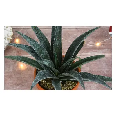 Mangave Pineapple Express Potted Plants, One