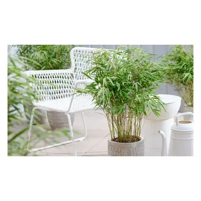 Fargesia Rufa 19cm Potted Plants, 1 Plant and 1 Pot