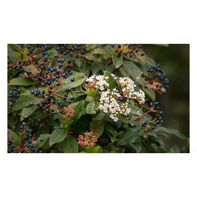 Viburnum Tinus ‘Gwenllian’, Five Plants