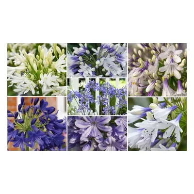 Agapanthus Potted Plant, Ever Sapphire,9cm Potted Plant