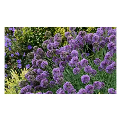 Allium Medusa Plant 7cm, One