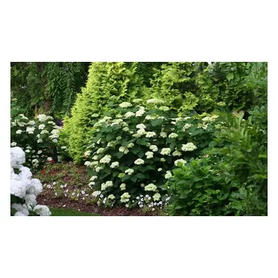 Hydrangea Lime Rickey 3-Litre Potted Plant x 1