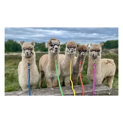 For four Wetley Moore, alpaca trekking and feeding experience