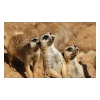 For Four, Meerkat Experience with Cream Tea and Park Entry; valid Tuesday Wednesday Thursday Sat