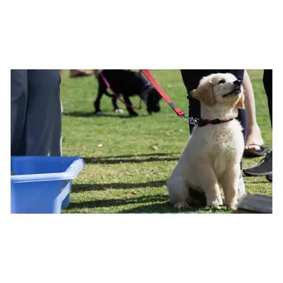 Puppy and Dog Training Course