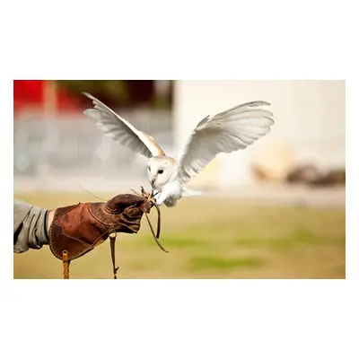 For one, two-hour hawk and owl handling experience with a flight demonstration; valid 11am or 1,