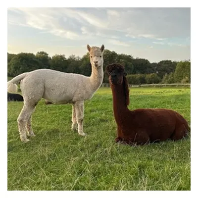 For Four, A Fun-Day of Alpaca Trekking