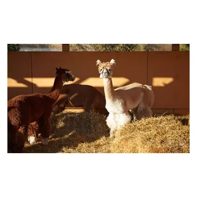 For Two, Alpaca Experience and Walk for Ages Ten or Over