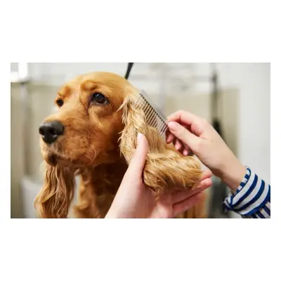 Online Dog Grooming Diploma Course