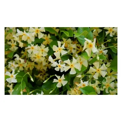 Potted Plants of Jasmine Trio Collection, Trachelospermum asiaticum Pink Shower,One Potted Plant