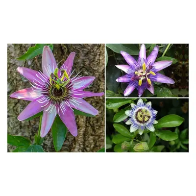 Various Varieties Passion Flower Collection Potted Plants, Violacea Victoria,One