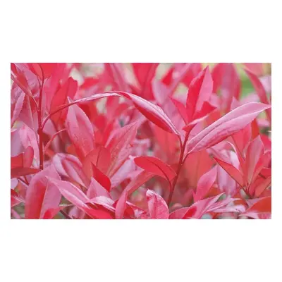 Photinia Red Robin 2-Litre Potted Plant