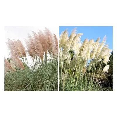 \Pampas Grass - White or Pink - up to 3 Potted Plants, Pink,Three Plants