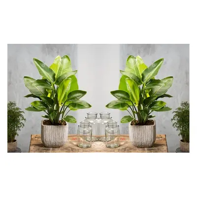 Rootz Set of Two Strelitzia Nicolai Bird of Paradise plant