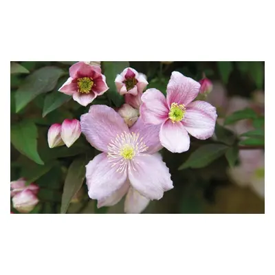 Clematis montana duo