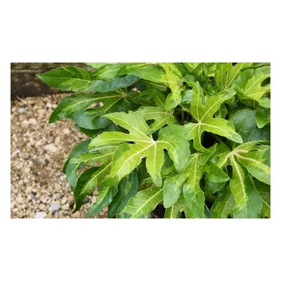 Fatsia japonica Camouflage Evergreen Tropical Foliage, One