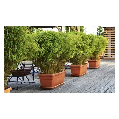 6x Bamboo Fargesia Rufa